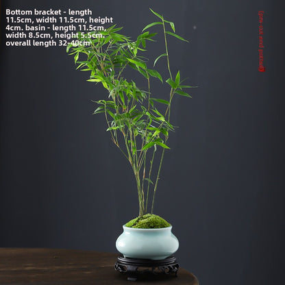 Miniature Potted Ornamental Bamboo Plant