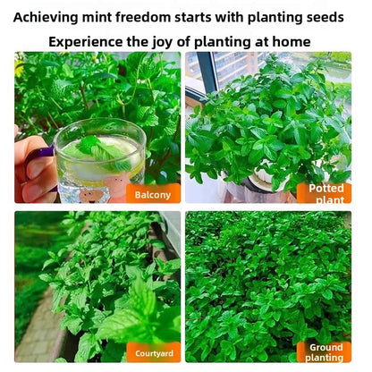 Mint Seeds for Planting Indoor Balcony Gardening
