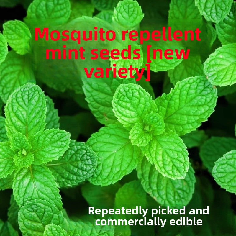 Mint Seeds for Planting Indoor Balcony Gardening