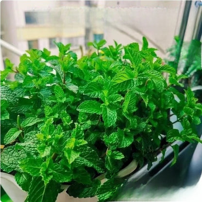 Mint Seeds for Planting Indoor Balcony Gardening