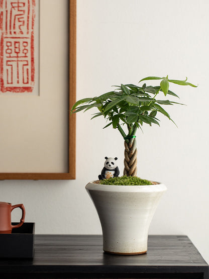 Money Tree Bonsai
