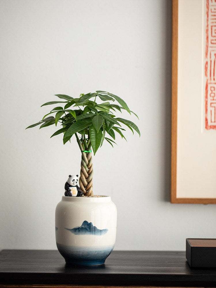 Money Tree Bonsai