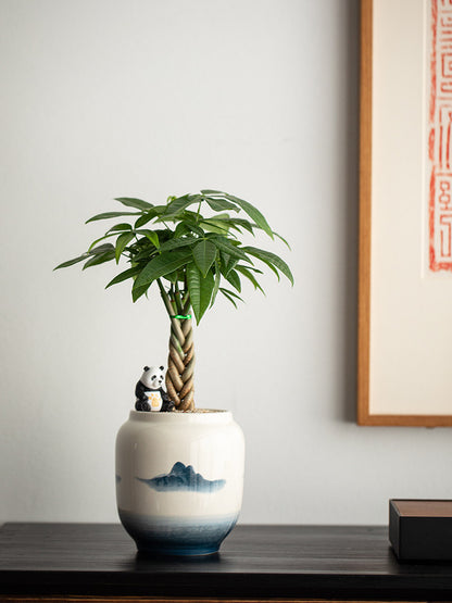 Money Tree Bonsai