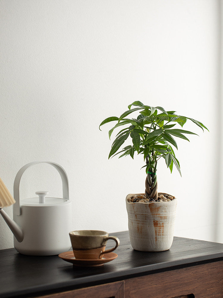 Money Tree Bonsai
