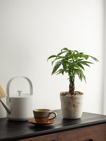 Money Tree Bonsai