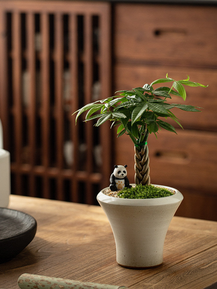 Money Tree Bonsai