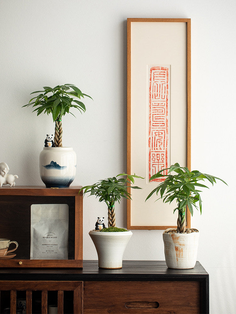 Money Tree Bonsai