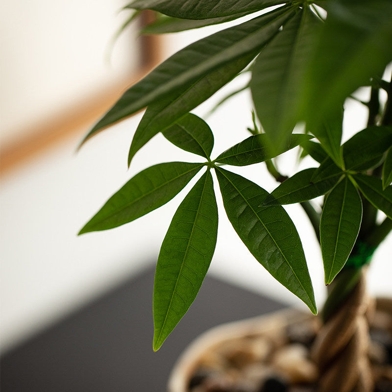 Money Tree Bonsai