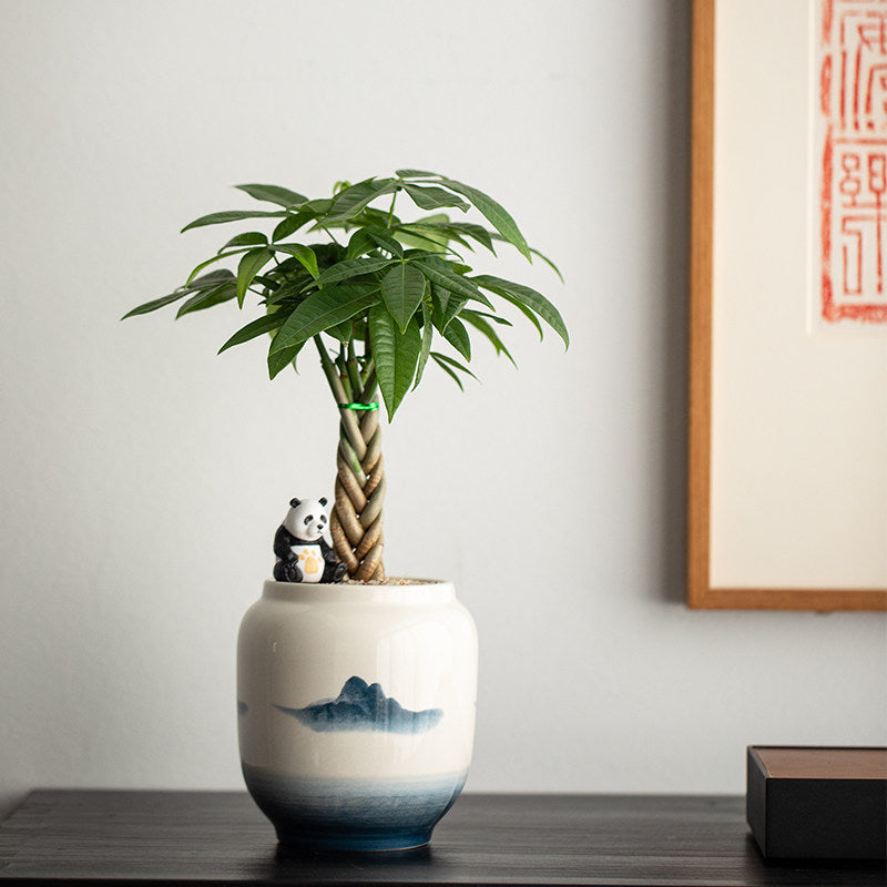 Money Tree Bonsai
