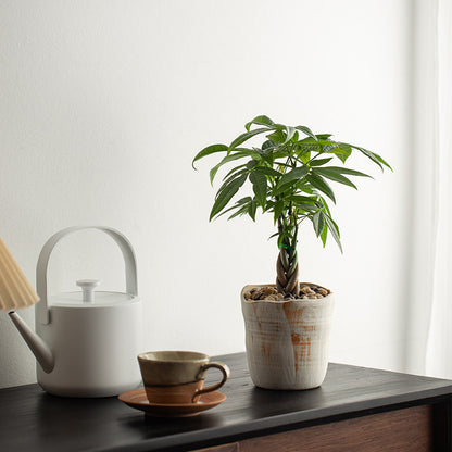 Money Tree Bonsai