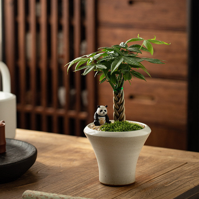 Money Tree Bonsai