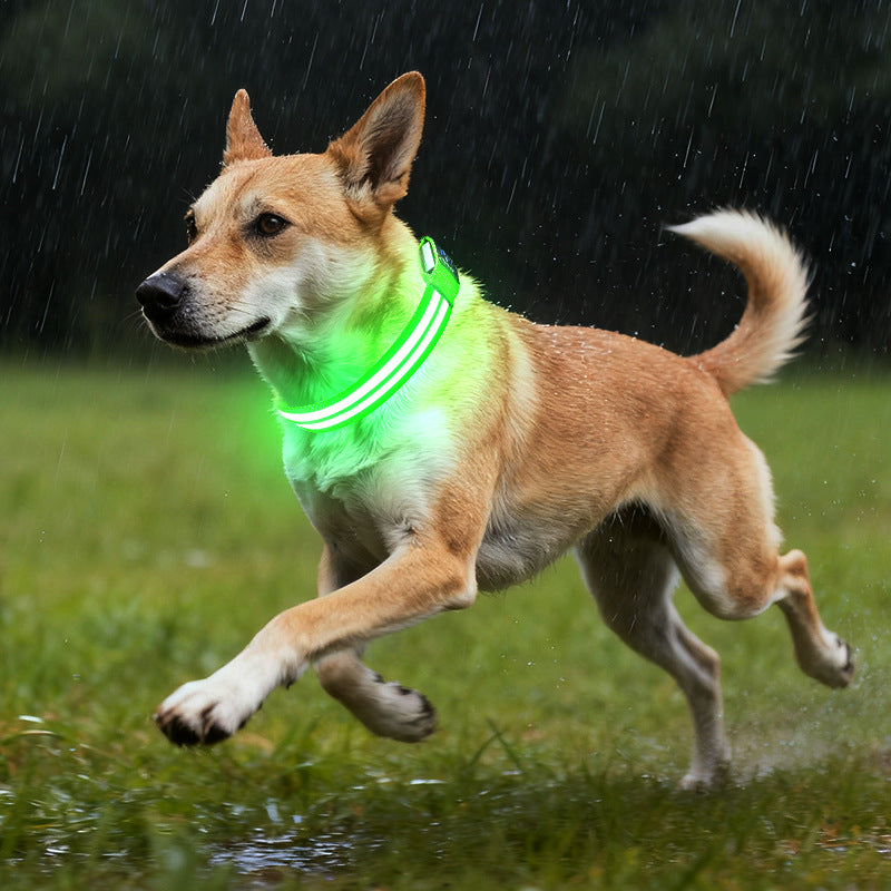 Multicolored glowing dog collar