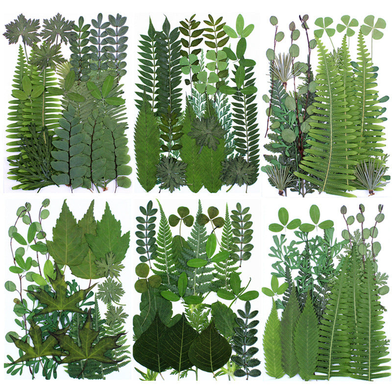 Natural Dried Leaves and Flowers for DIY Crafts