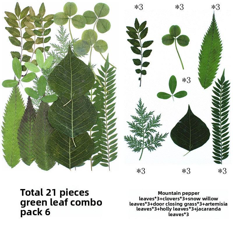 Natural Dried Leaves and Flowers for DIY Crafts