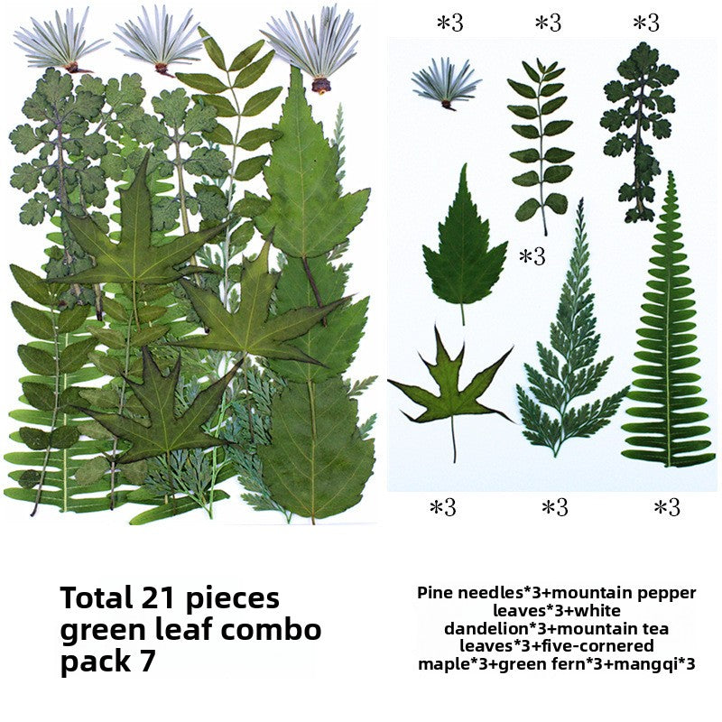 Natural Dried Leaves and Flowers for DIY Crafts