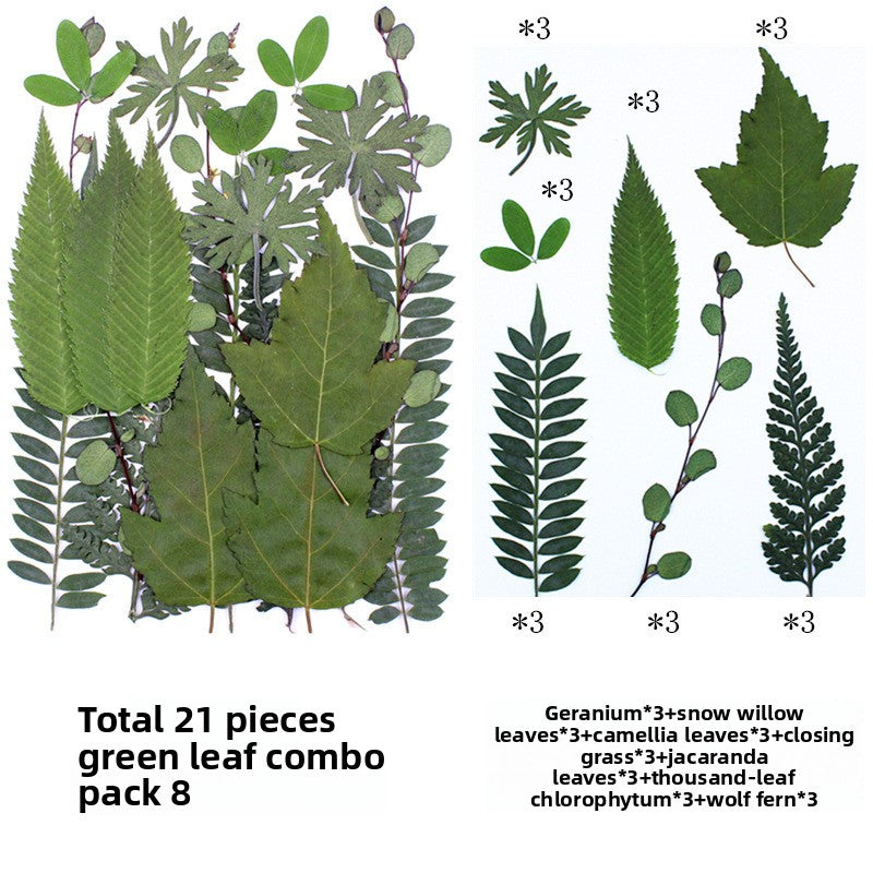 Natural Dried Leaves and Flowers for DIY Crafts