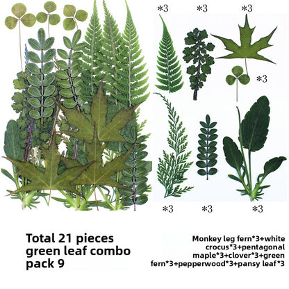 Natural Dried Leaves and Flowers for DIY Crafts
