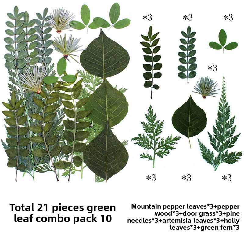 Natural Dried Leaves and Flowers for DIY Crafts