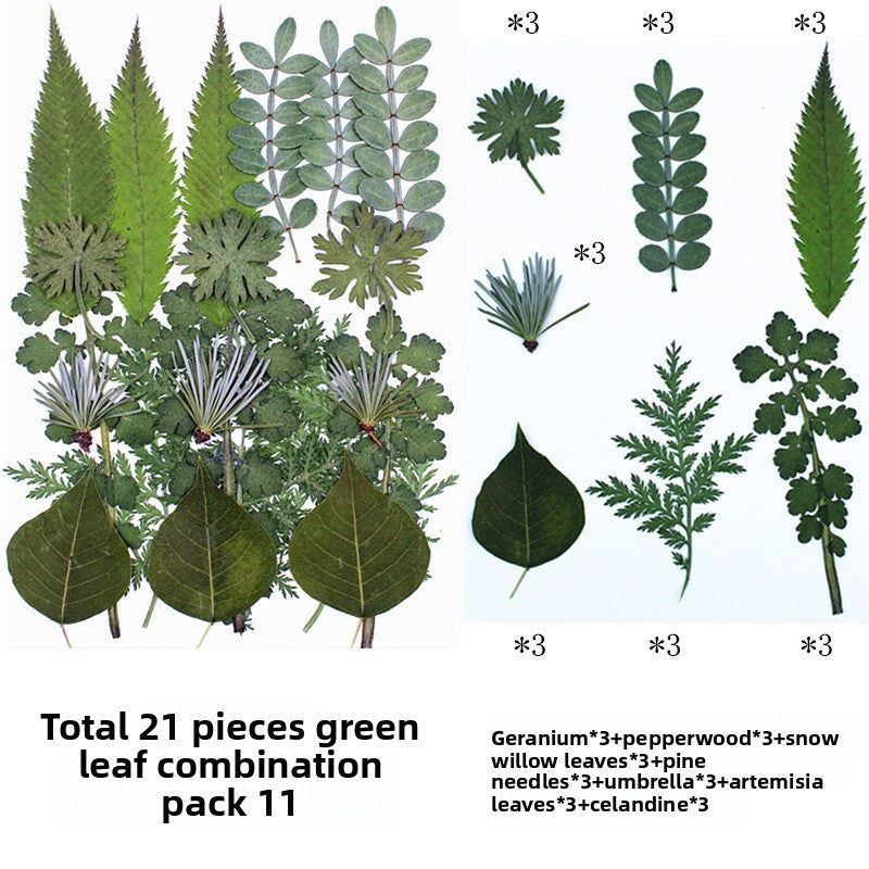Natural Dried Leaves and Flowers for DIY Crafts