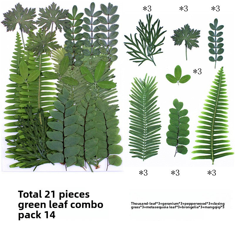 Natural Dried Leaves and Flowers for DIY Crafts