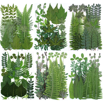 Natural Dried Leaves and Flowers for DIY Crafts