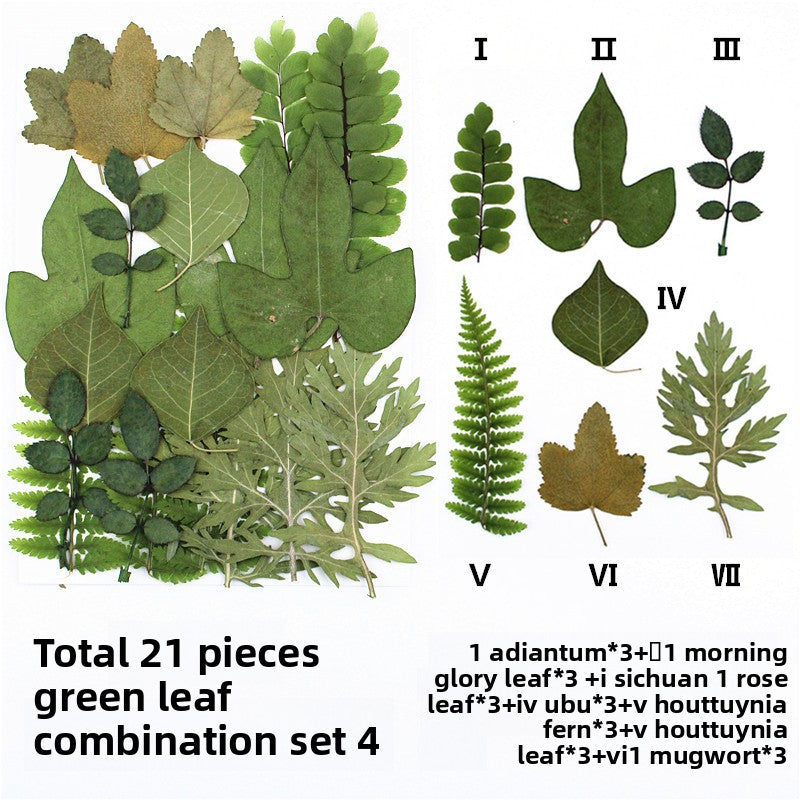 Natural Dried Leaves and Flowers for DIY Crafts