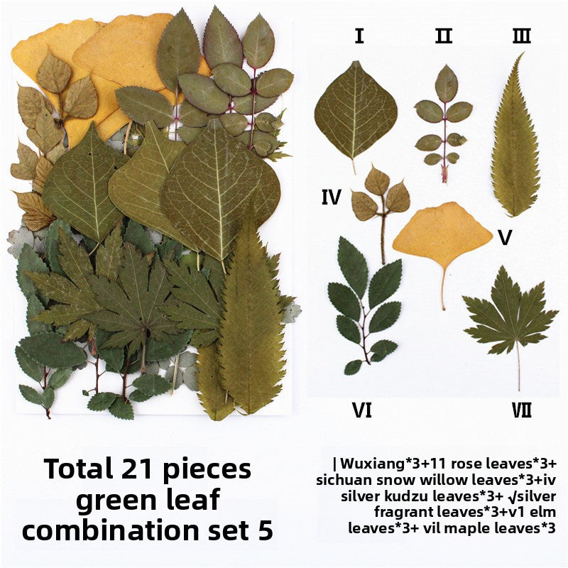 Natural Dried Leaves and Flowers for DIY Crafts