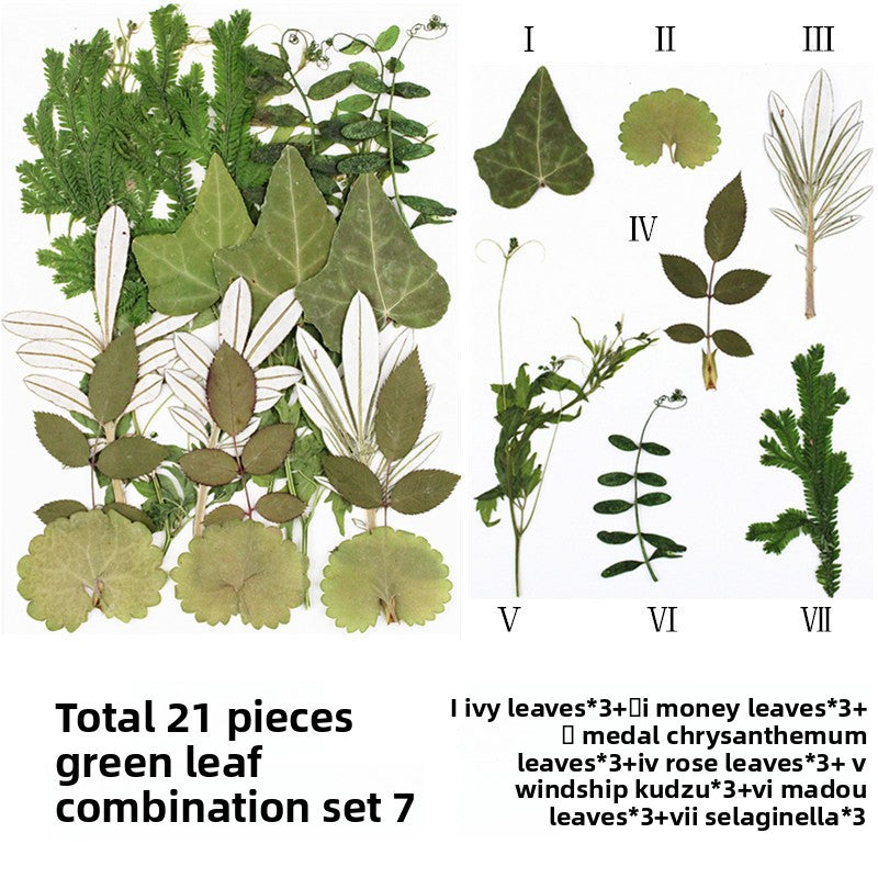 Natural Dried Leaves and Flowers for DIY Crafts