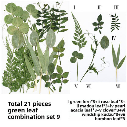 Natural Dried Leaves and Flowers for DIY Crafts
