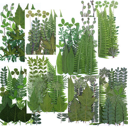 Natural Dried Leaves and Flowers for DIY Crafts