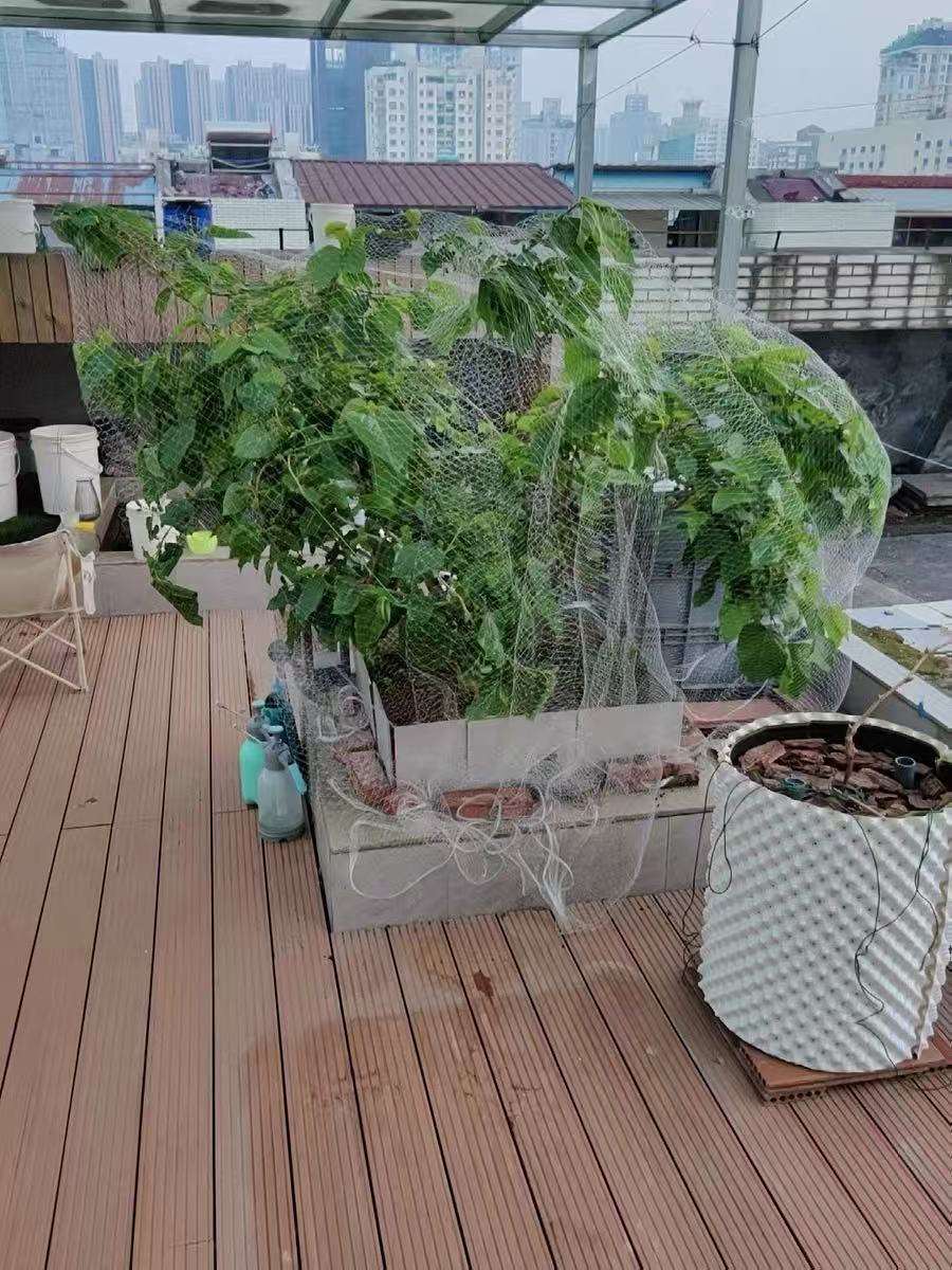 Nylon Anti Bird Net for Fruit Tree Protection