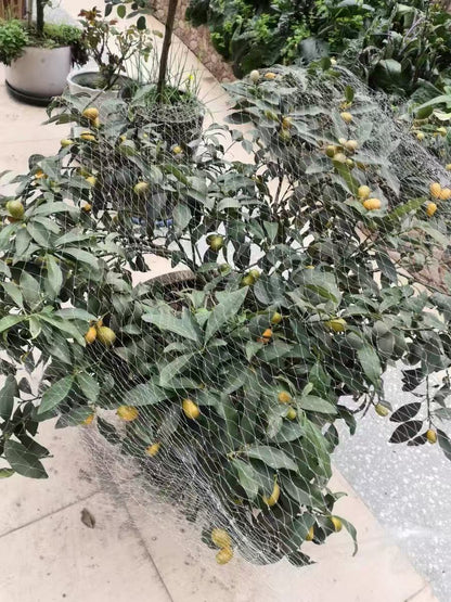 Nylon Anti Bird Net for Fruit Tree Protection