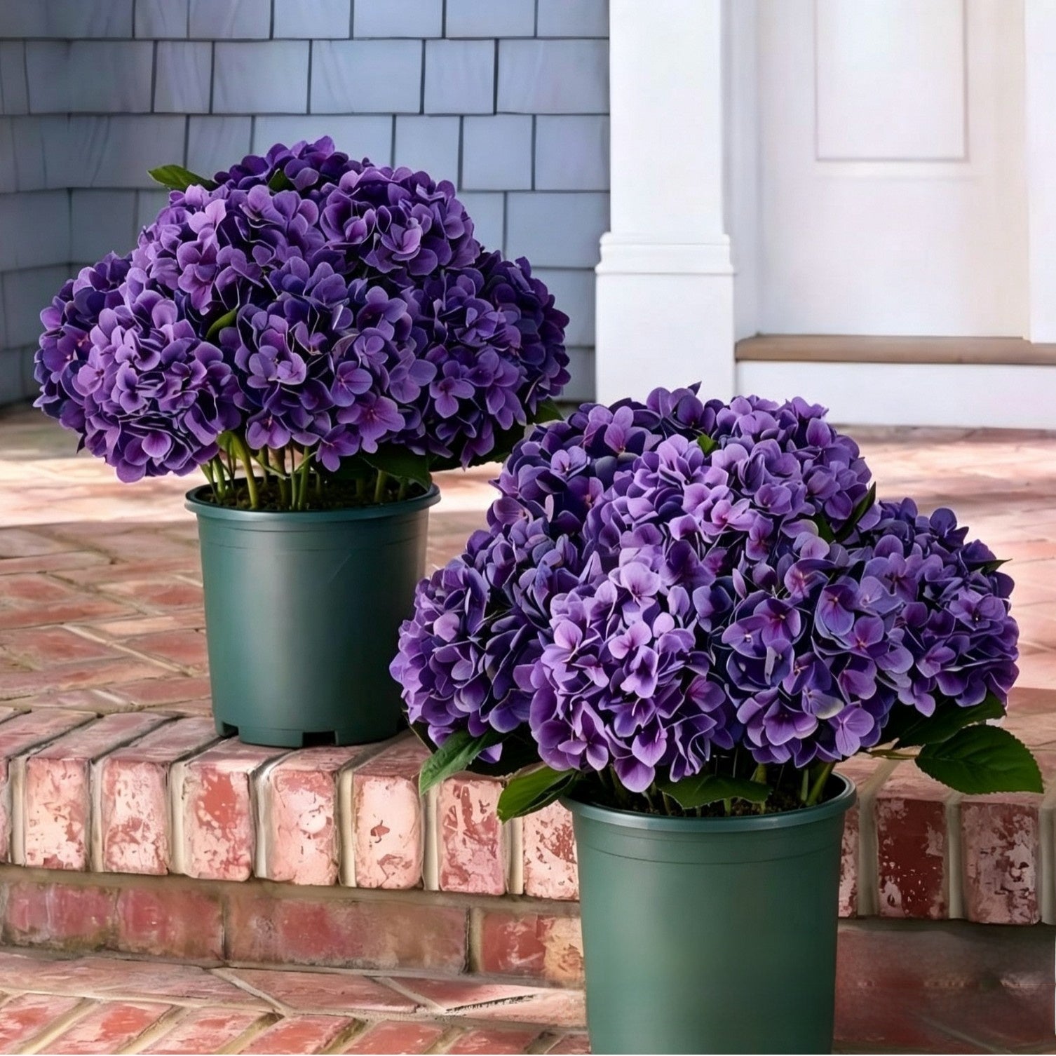 Outdoor Hydrangea Flowers