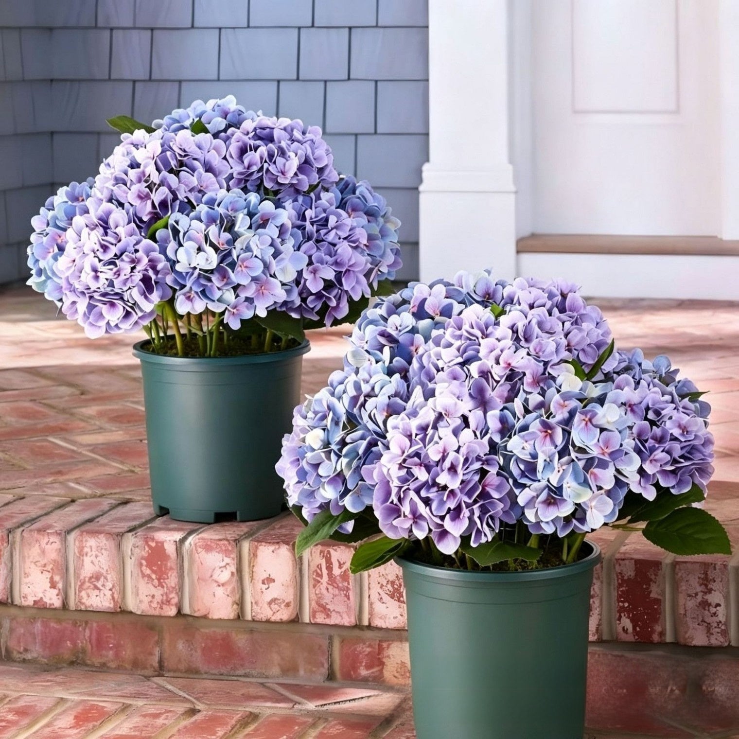 Outdoor Hydrangea Flowers