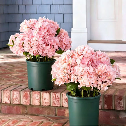 Outdoor Hydrangea Flowers