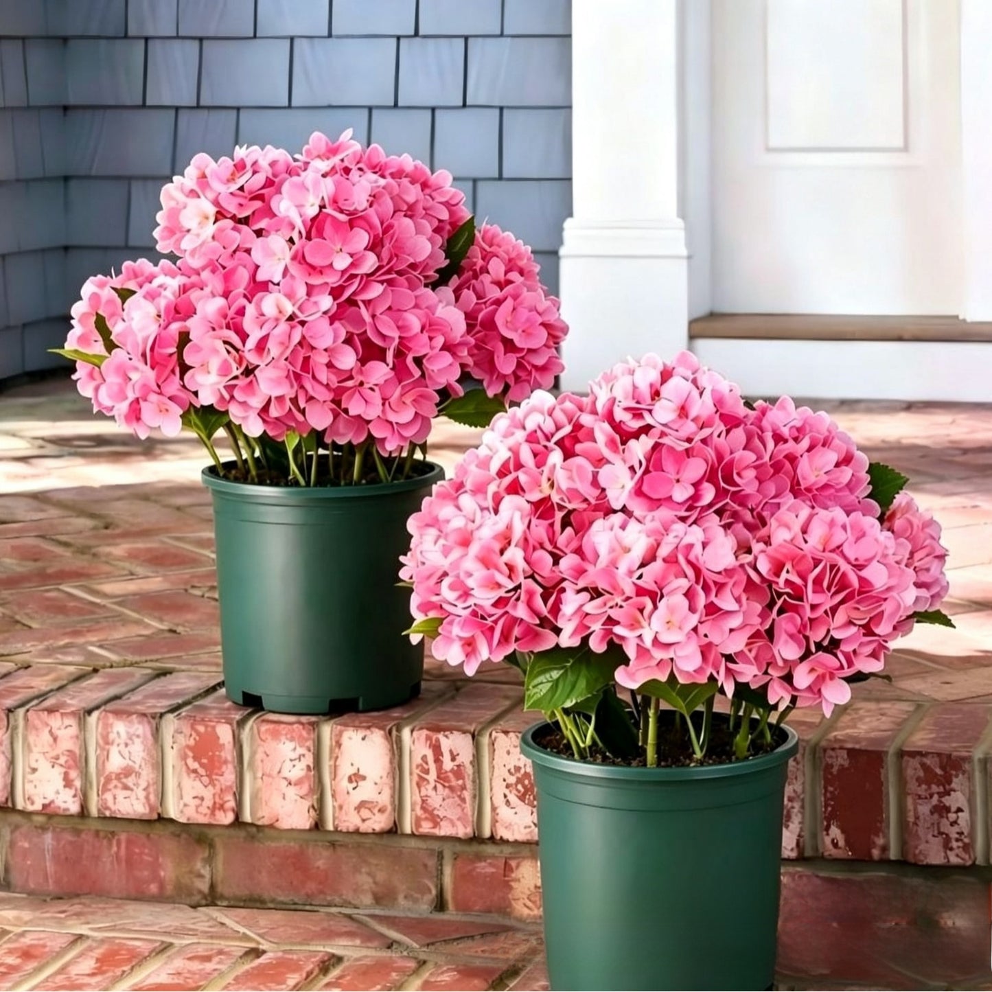 Outdoor Hydrangea Flowers