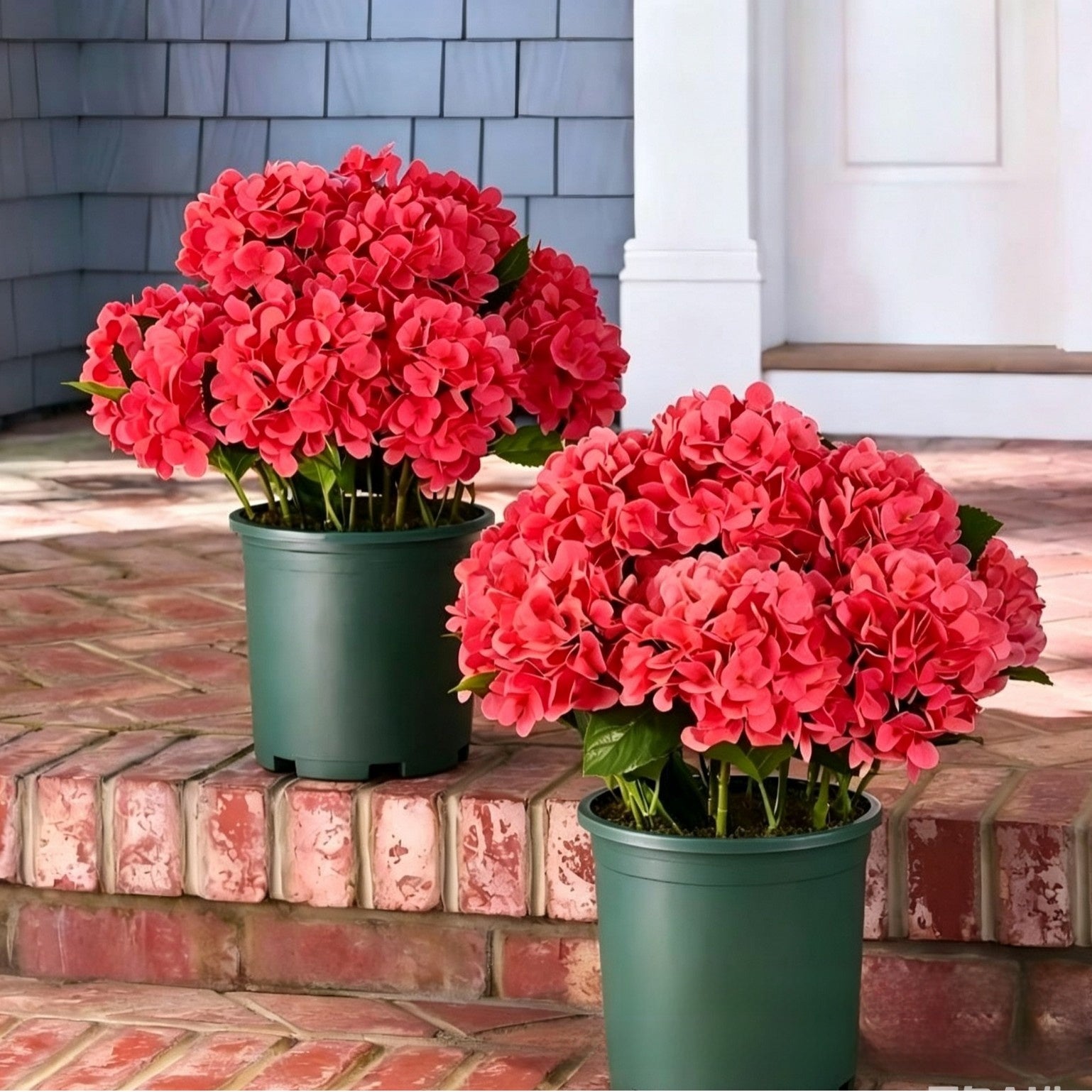 Outdoor Hydrangea Flowers
