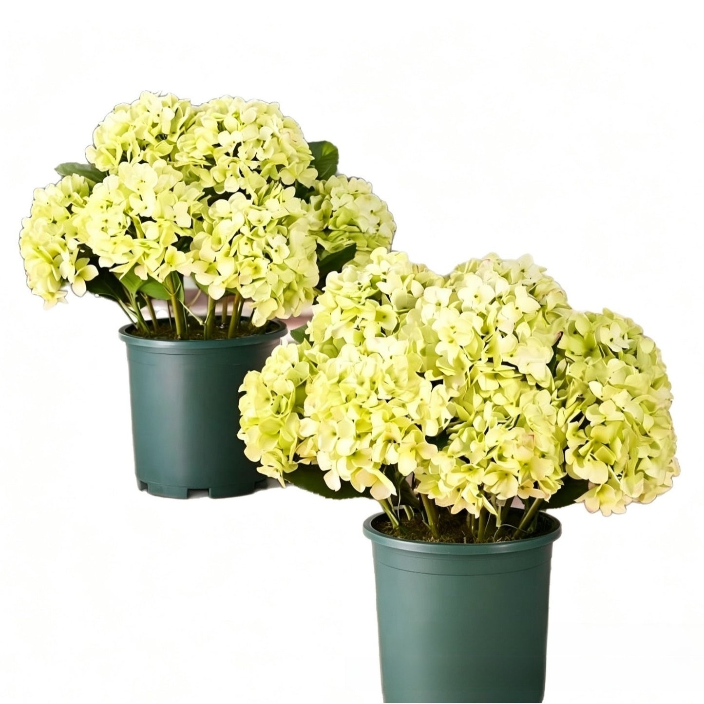 Outdoor Hydrangea Flowers