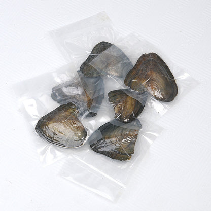 Pace Pearl Clam Blind Box Gift Box