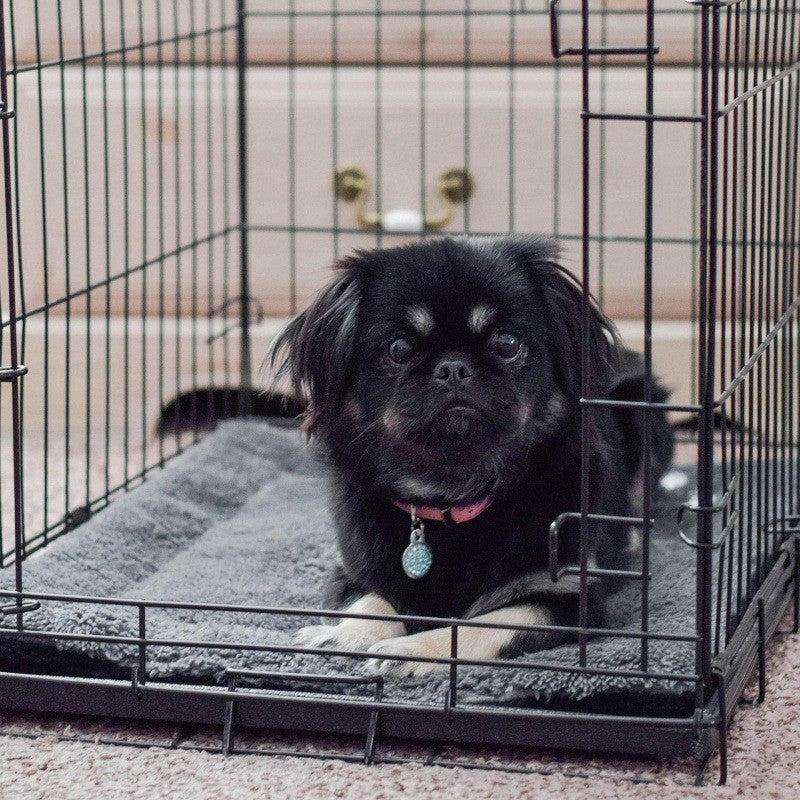 pet bed