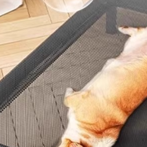 Pet Camp Bed