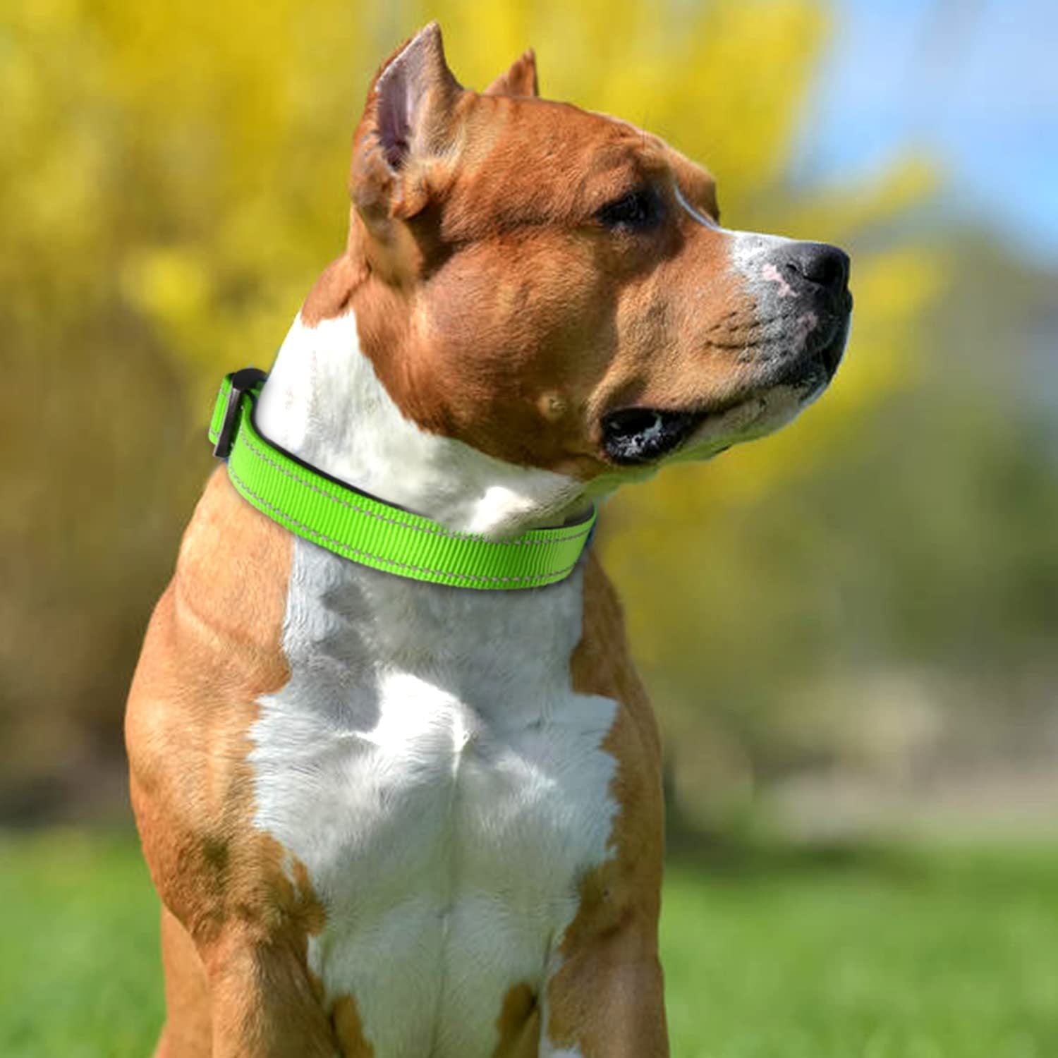 pet collar