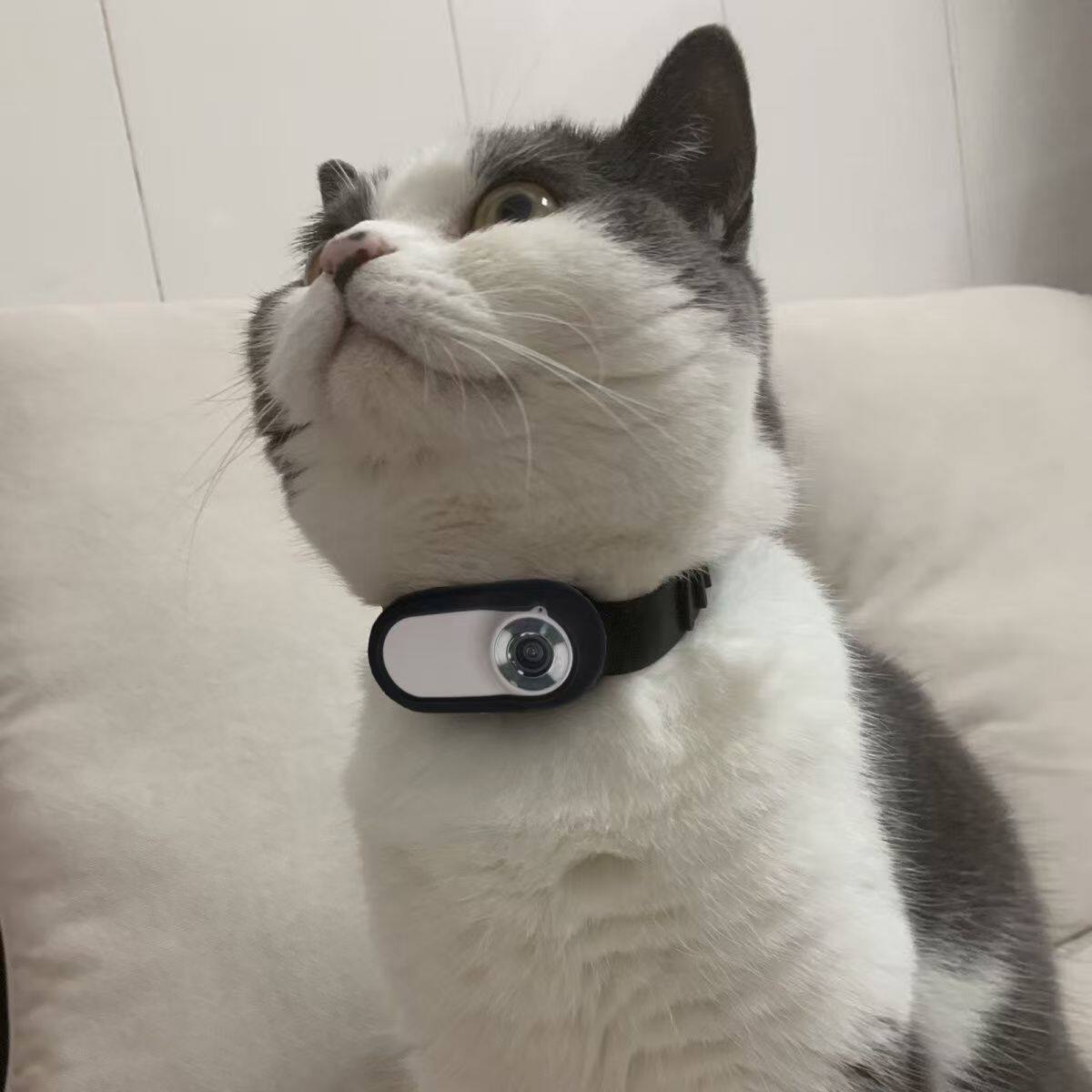Pet Collar