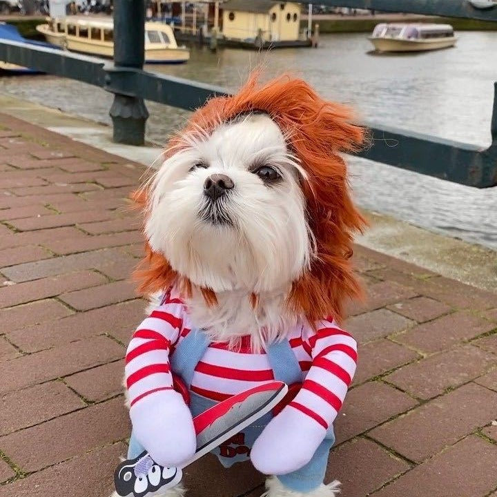Pet Costume
