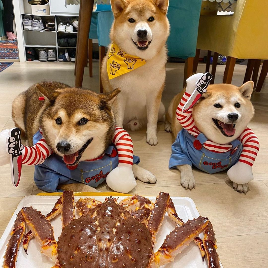 Pet Costume