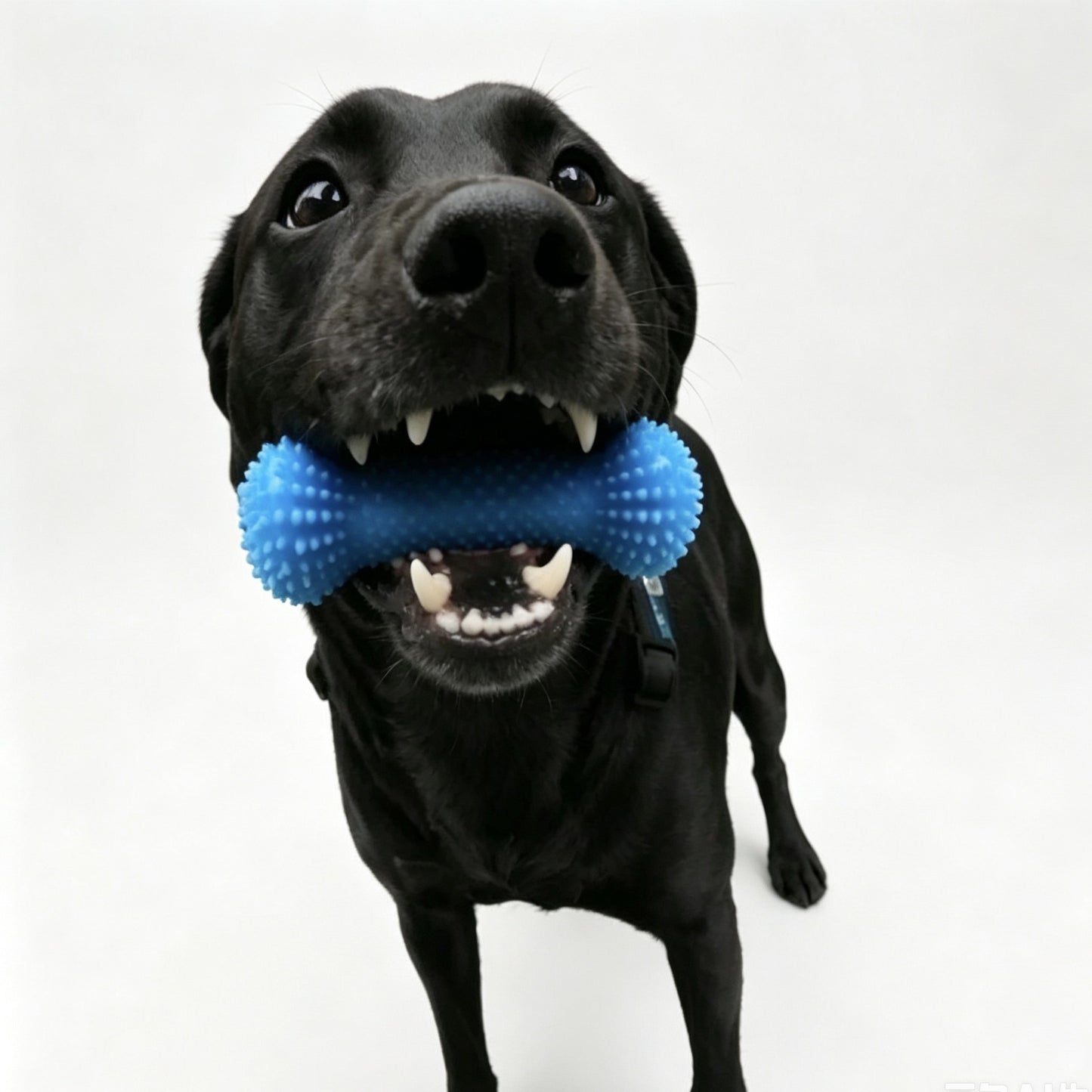 Pet dental chew stick