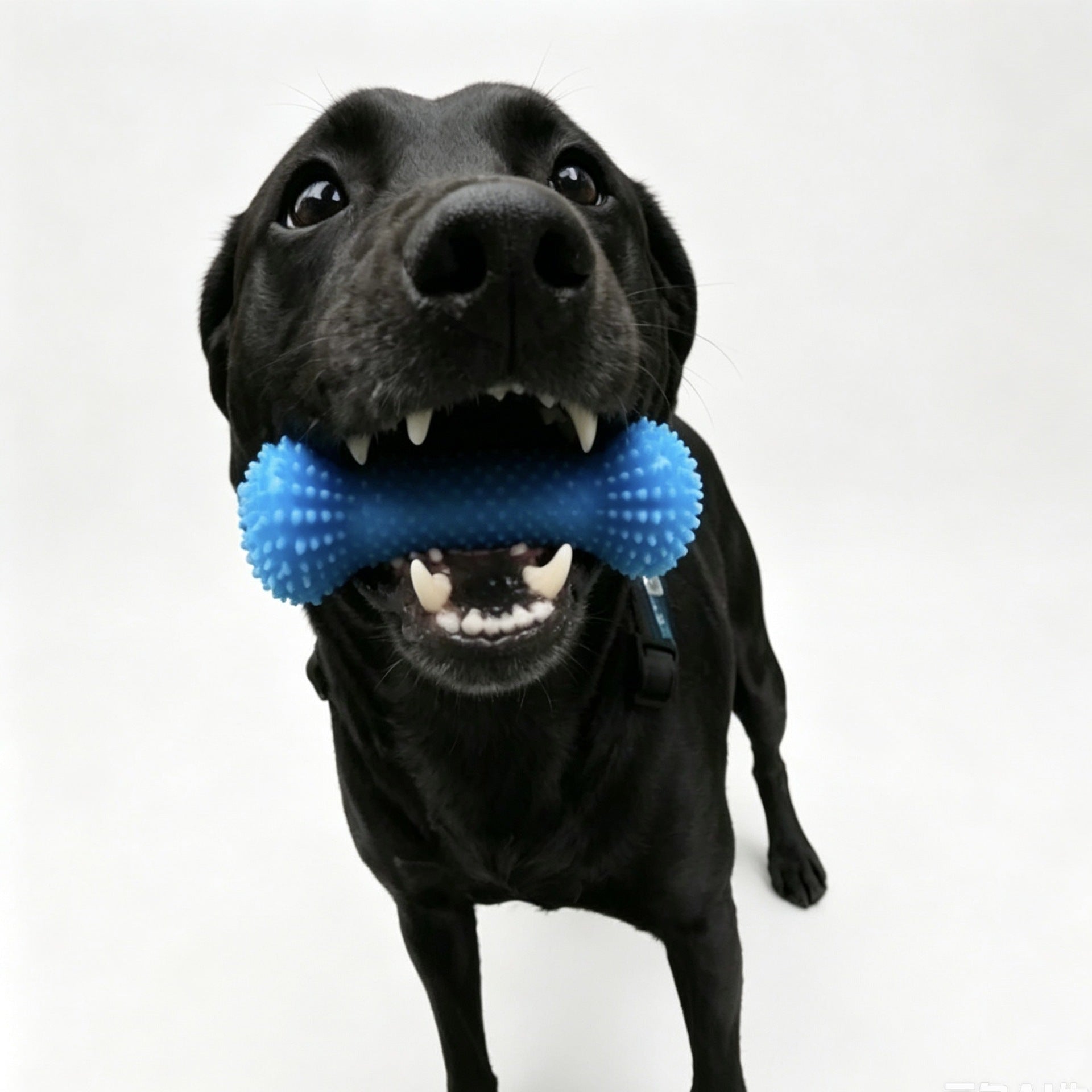 Pet dental chew stick