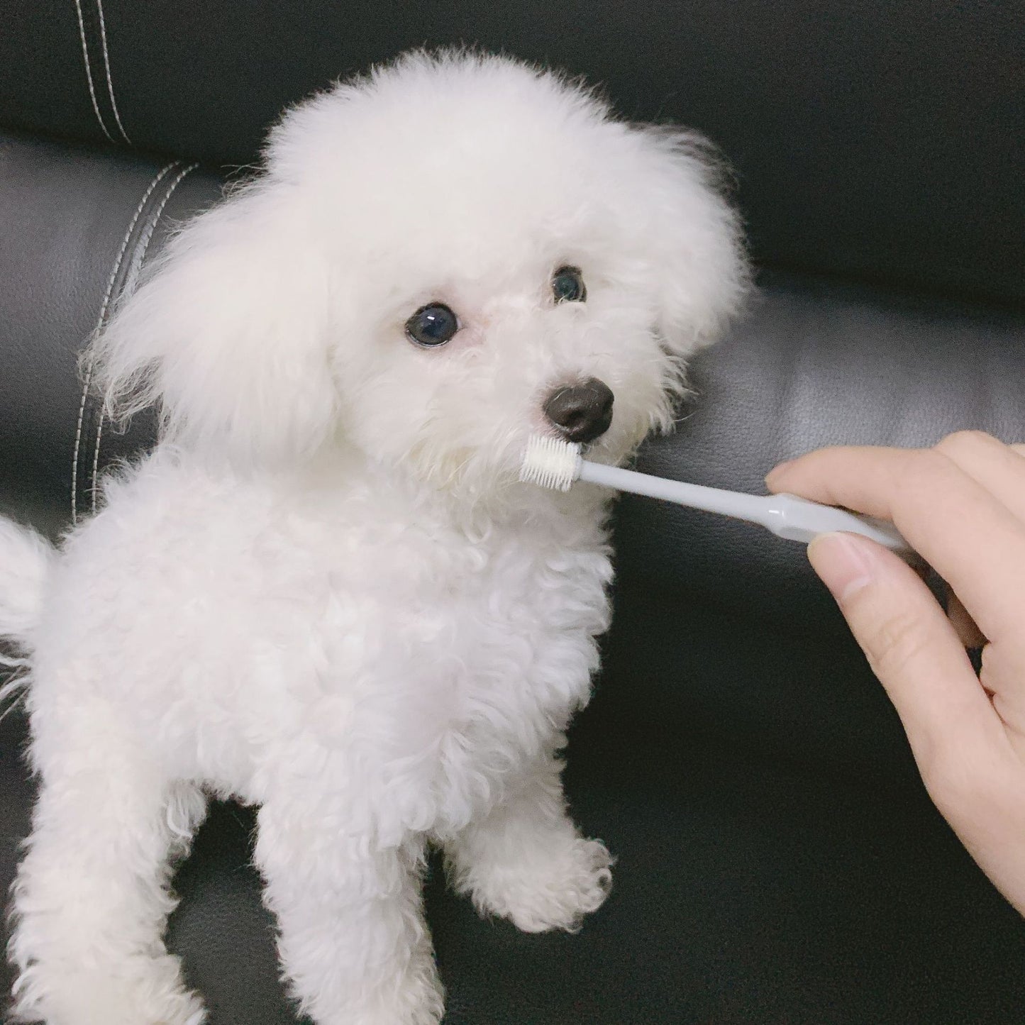 Pet Dental Toothbrush