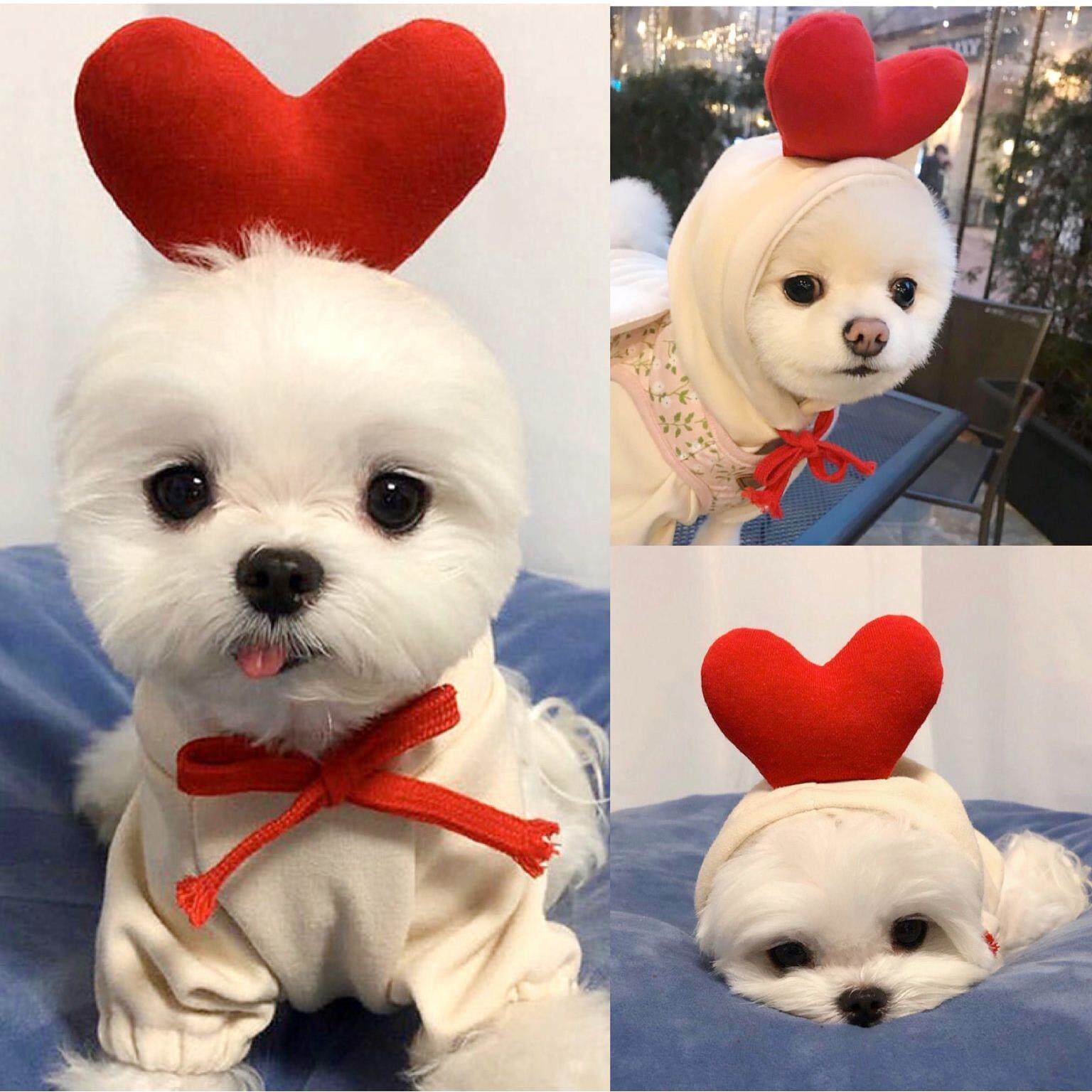 Pet Fruit Pattern Fleece Sweatshirt