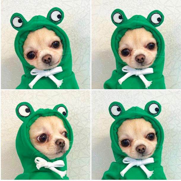Pet Fruit Pattern Fleece Sweatshirt